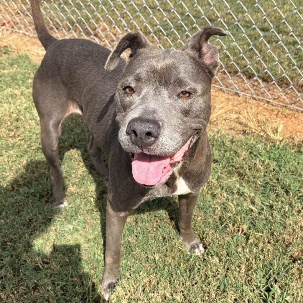 Luna Nuna, Adoptable, Adult Female Mixed Breed.