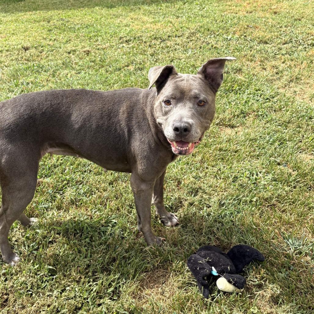 Enlarge Luna Nuna, a Adoptable Mixed Breed in Greenville, SC image 2/6