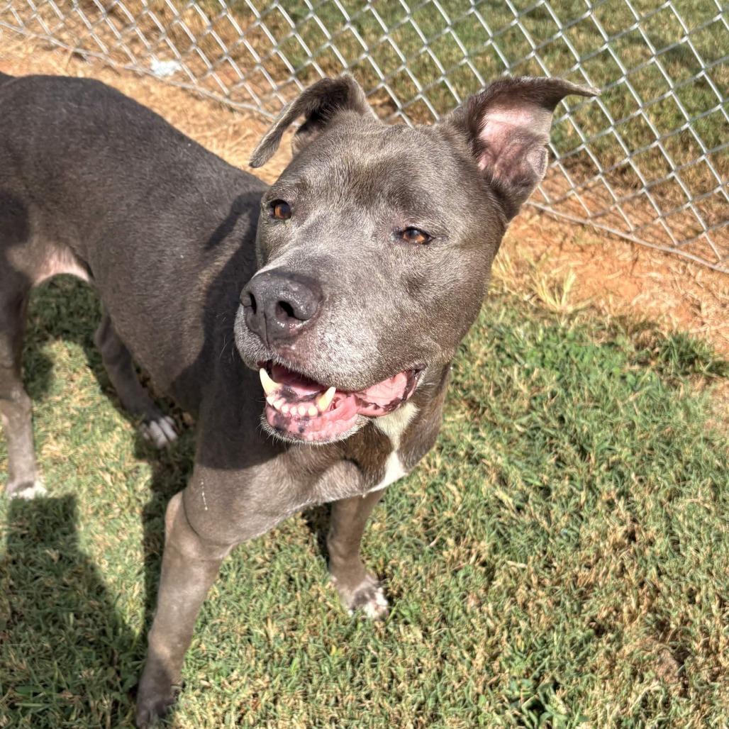 Enlarge Luna Nuna, a Adoptable Mixed Breed in Greenville, SC image 3/6