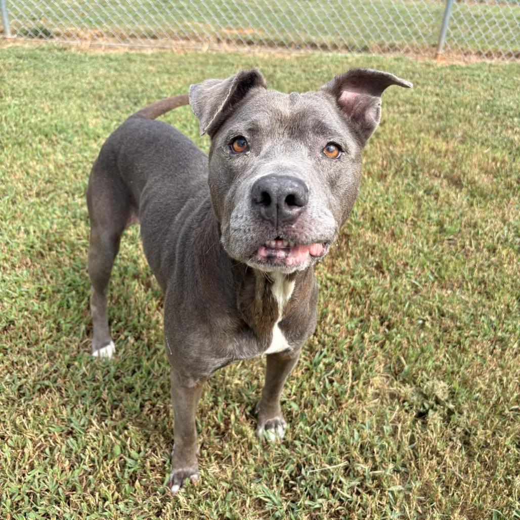 Enlarge Luna Nuna, a Adoptable Mixed Breed in Greenville, SC image 4/6