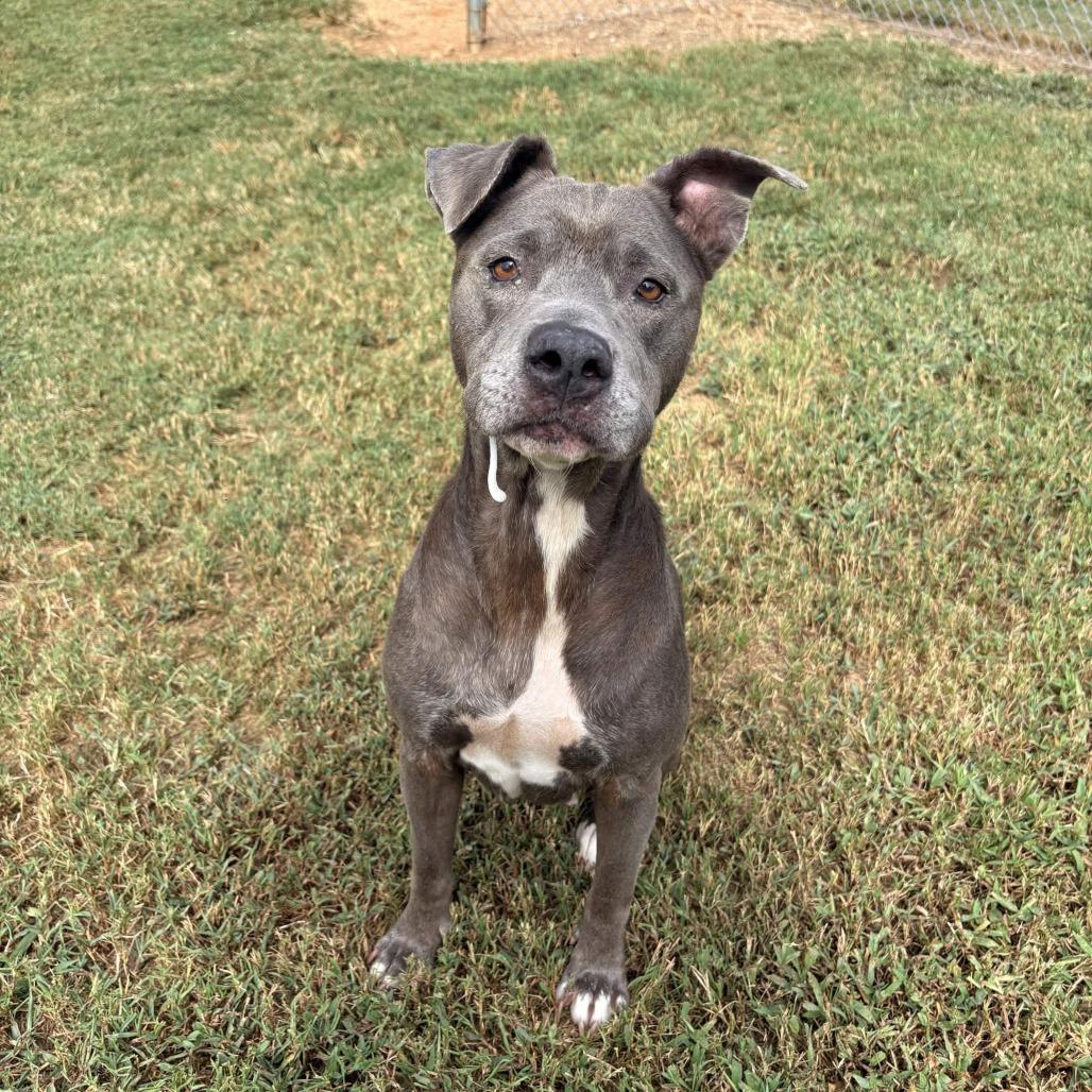 Enlarge Luna Nuna, a Adoptable Mixed Breed in Greenville, SC image 5/6