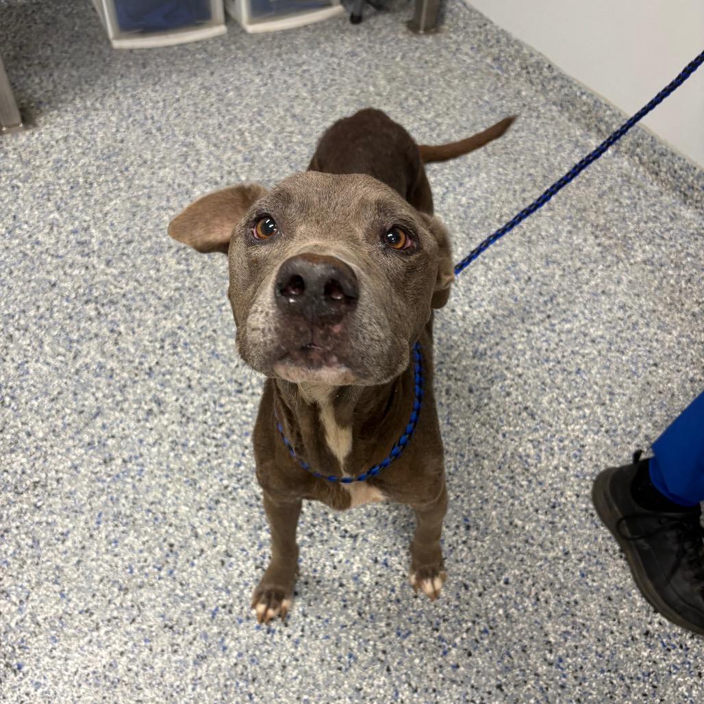 Enlarge Luna Nuna, a Adoptable Mixed Breed in Greenville, SC image 6/6