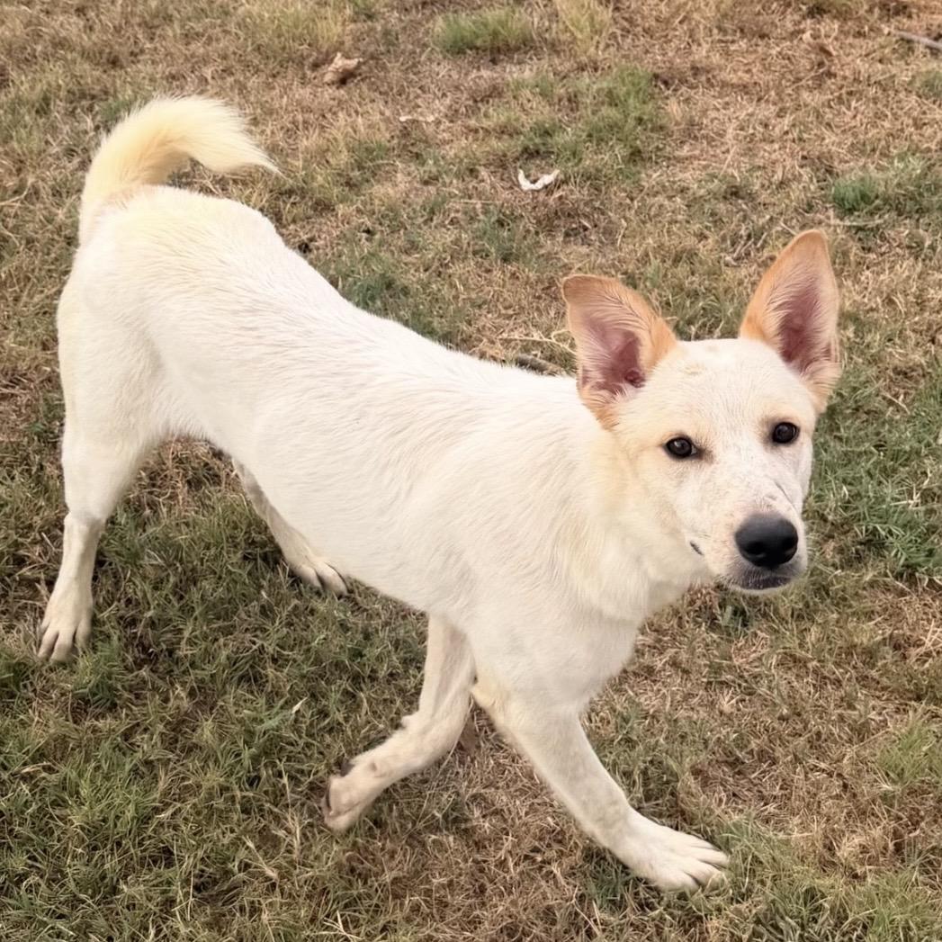 Enlarge Nessa, a Adopted mixed breed in Pilot Point, TX image 2/5