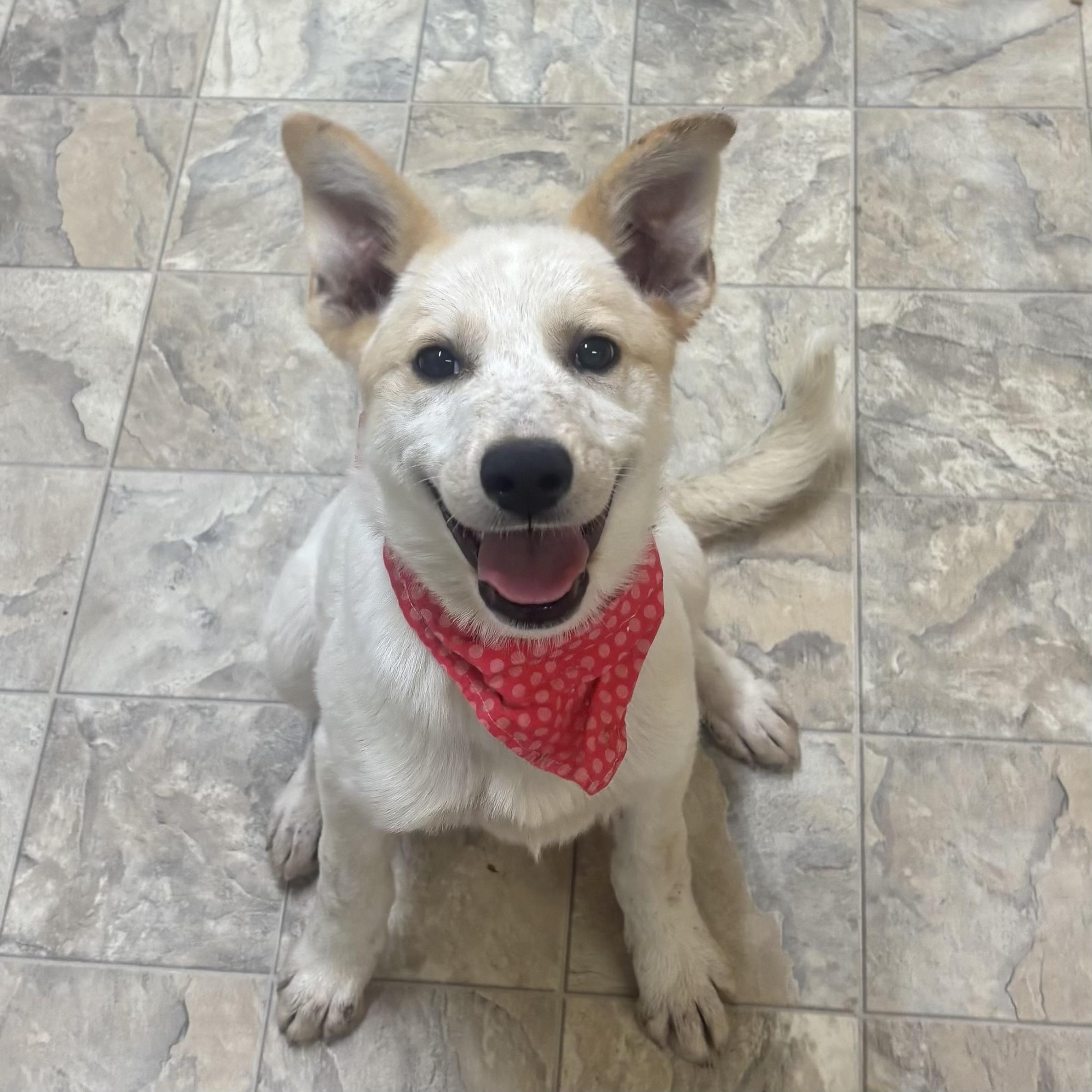Enlarge Nessa, an adopted mixed breed in Pilot Point, TX image 1/2