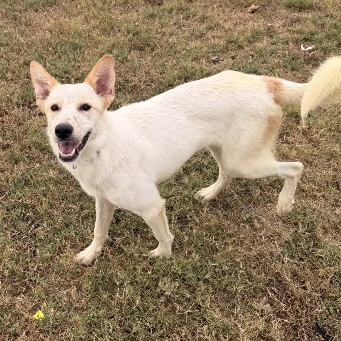 Enlarge Nessa, a Adopted mixed breed in Pilot Point, TX image 3/5