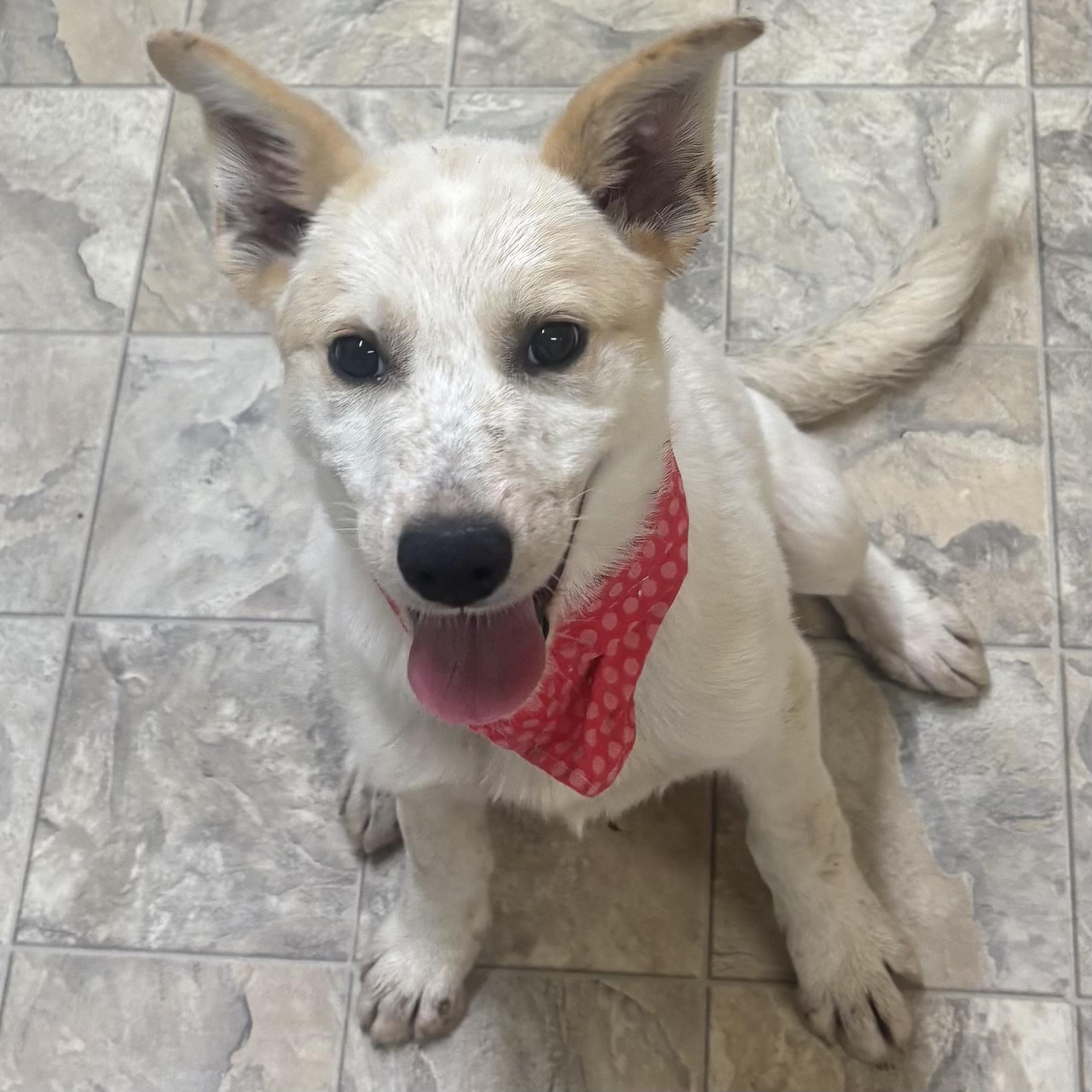 Enlarge Nessa, an adopted mixed breed in Pilot Point, TX image 2/2
