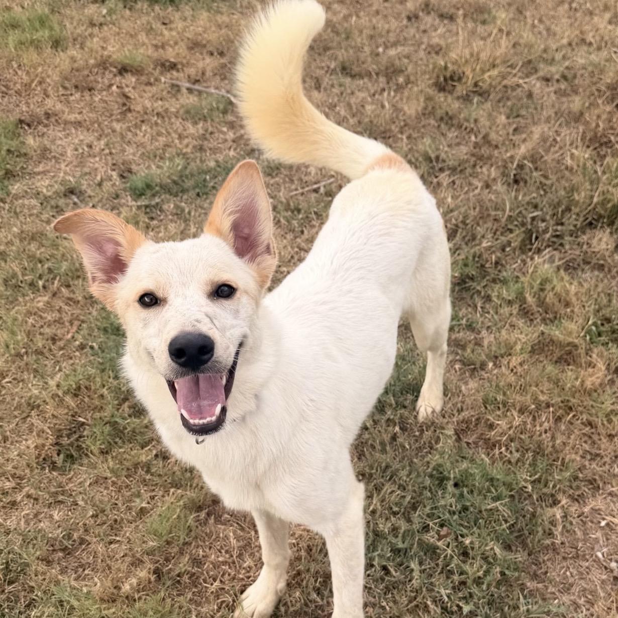 Enlarge Nessa, a Adopted mixed breed in Pilot Point, TX image 1/5