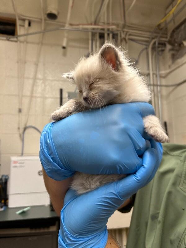 Casper Flip — thumbnail 2