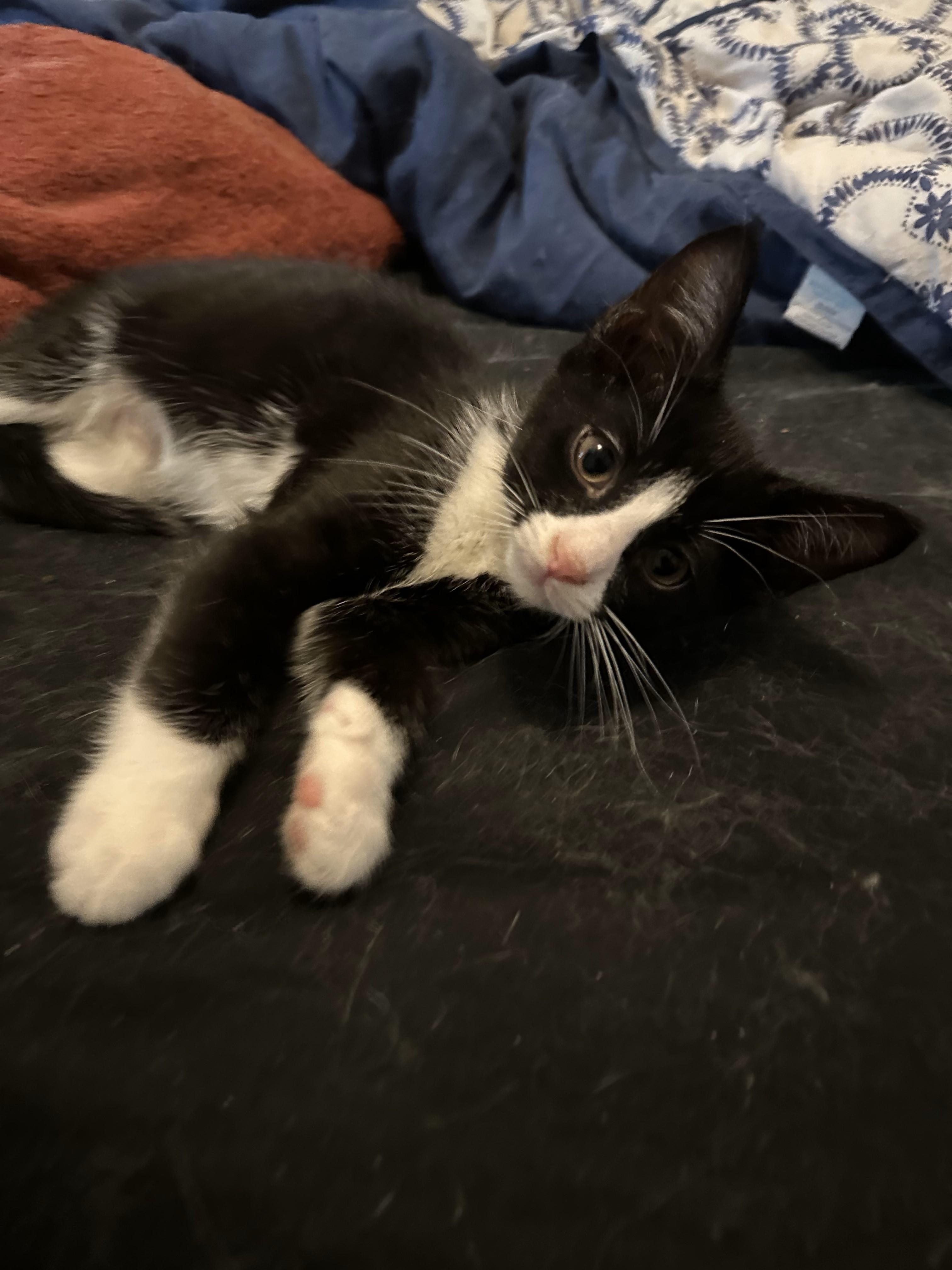 John, Baby Male Domestic Short Hair