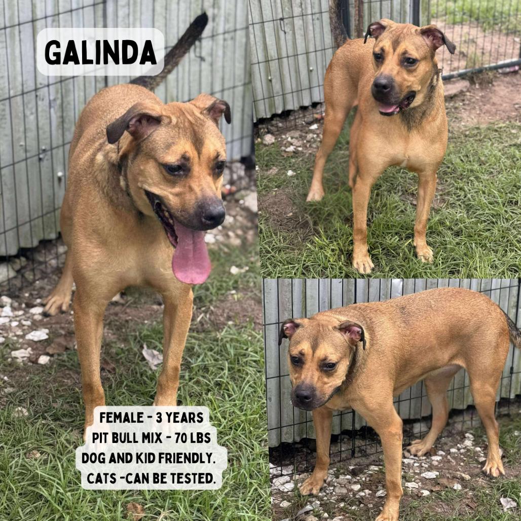 Galinda, Adoptable, Adult Female Pit Bull Terrier.