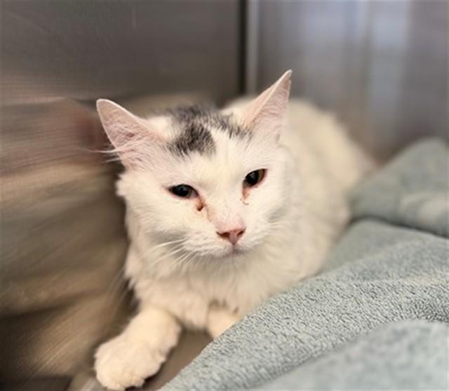 Enlarge MALALA, a Adoptable Domestic Medium Hair in Brighton, CO image 1/1