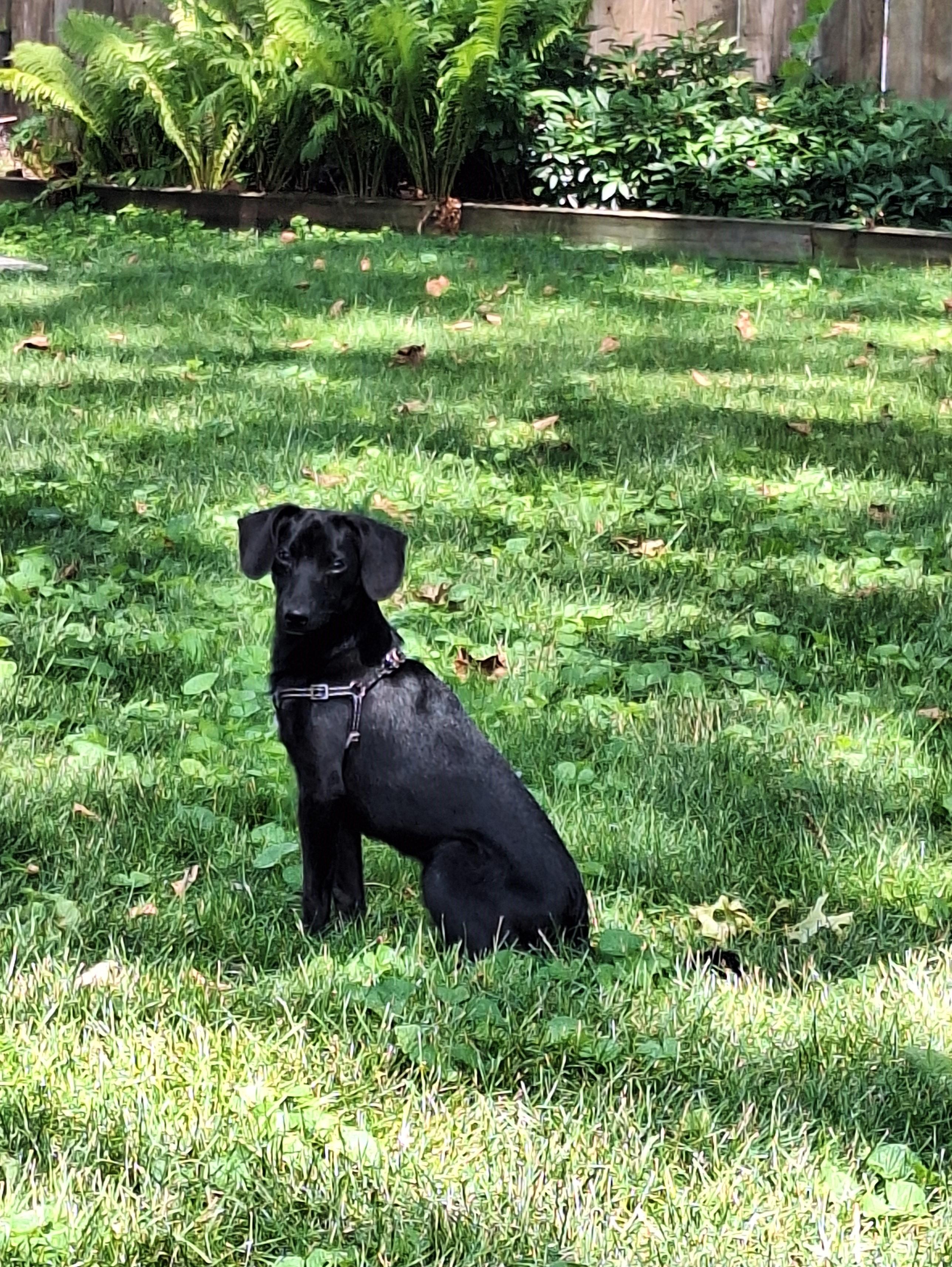 Oliver