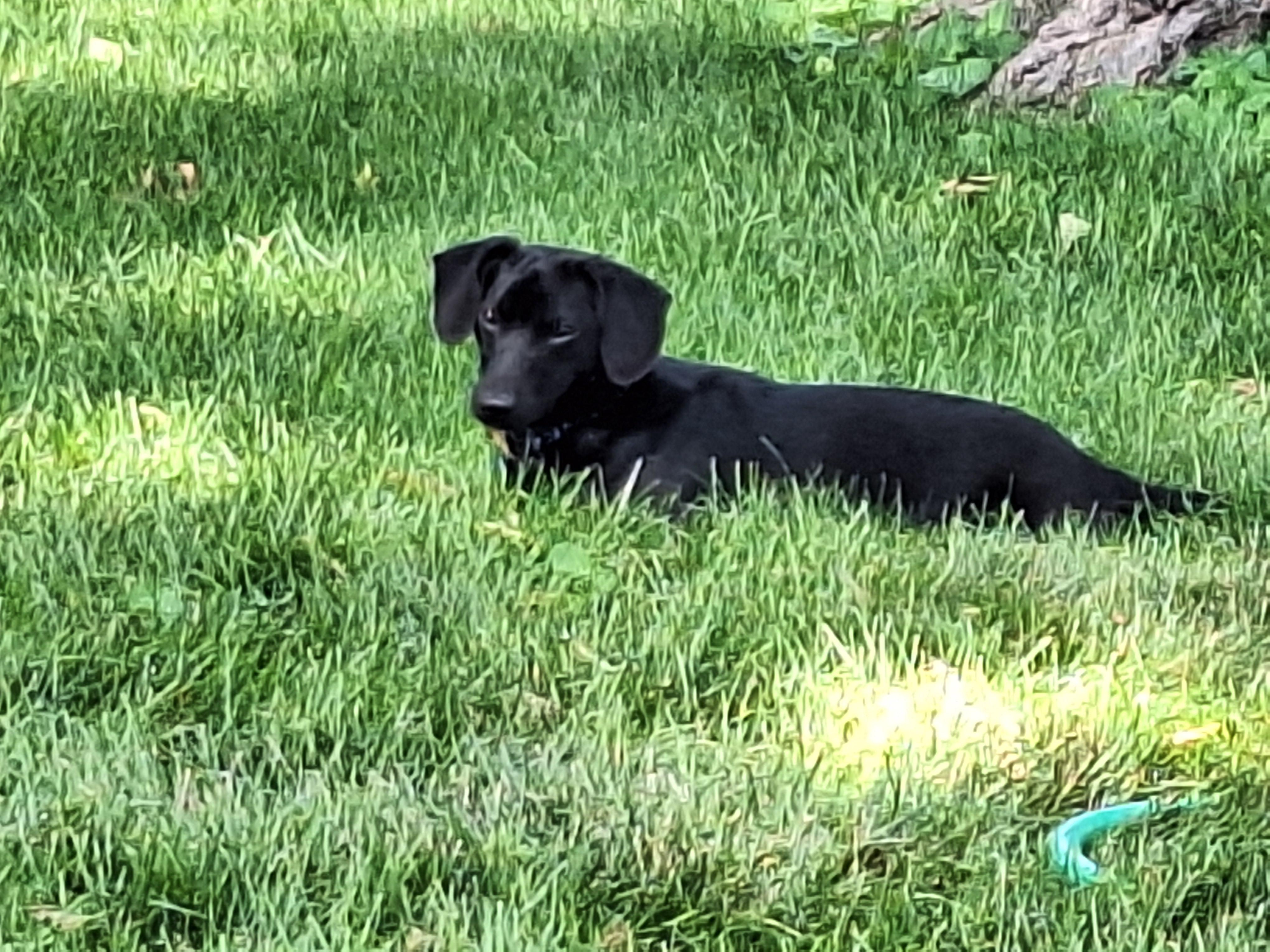 Oliver