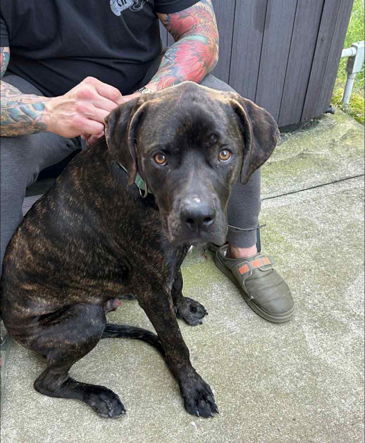 Enlarge Jake, a Adoptable mixed breed in Polk, OH image 1/1