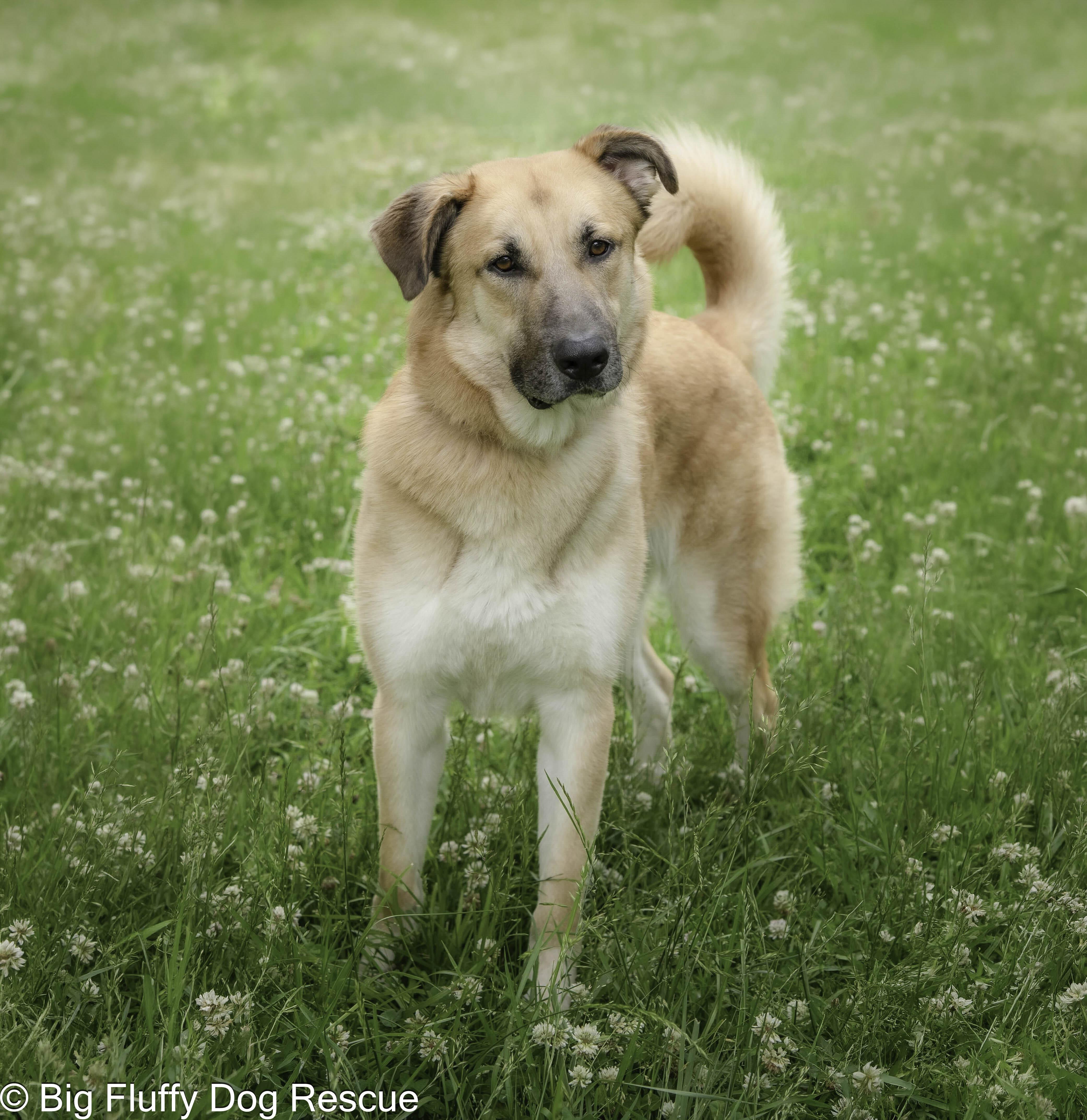 Enlarge Chip, a Adoptable mixed breed in Cherry Hill, NJ image 2/4