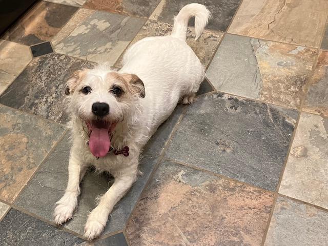 Biscuit, Adopted, Adult Male Feist & Jack Russell Terrier.