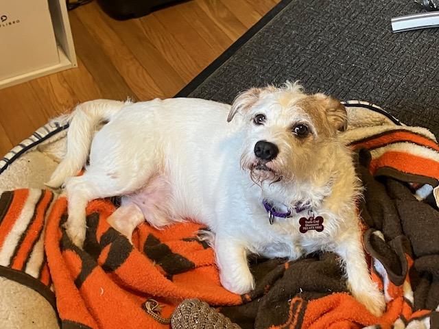 Enlarge Biscuit, a Adopted mixed breed in Durham, NC image 5/6