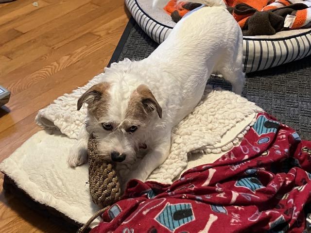 Enlarge Biscuit, a Adopted mixed breed in Durham, NC image 6/6