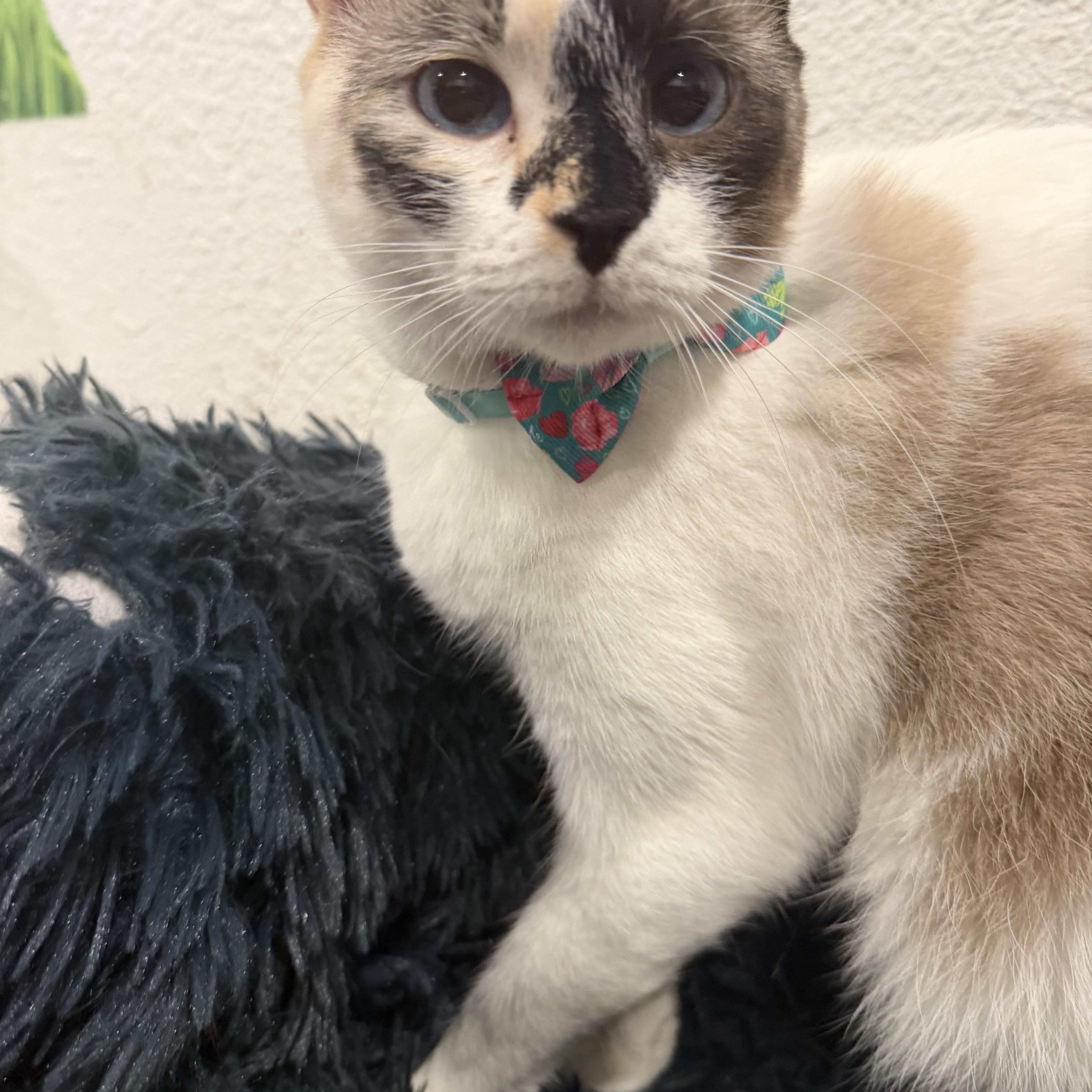 Enlarge Paloma , an adopted mixed breed in Rio Linda, CA image 5/5