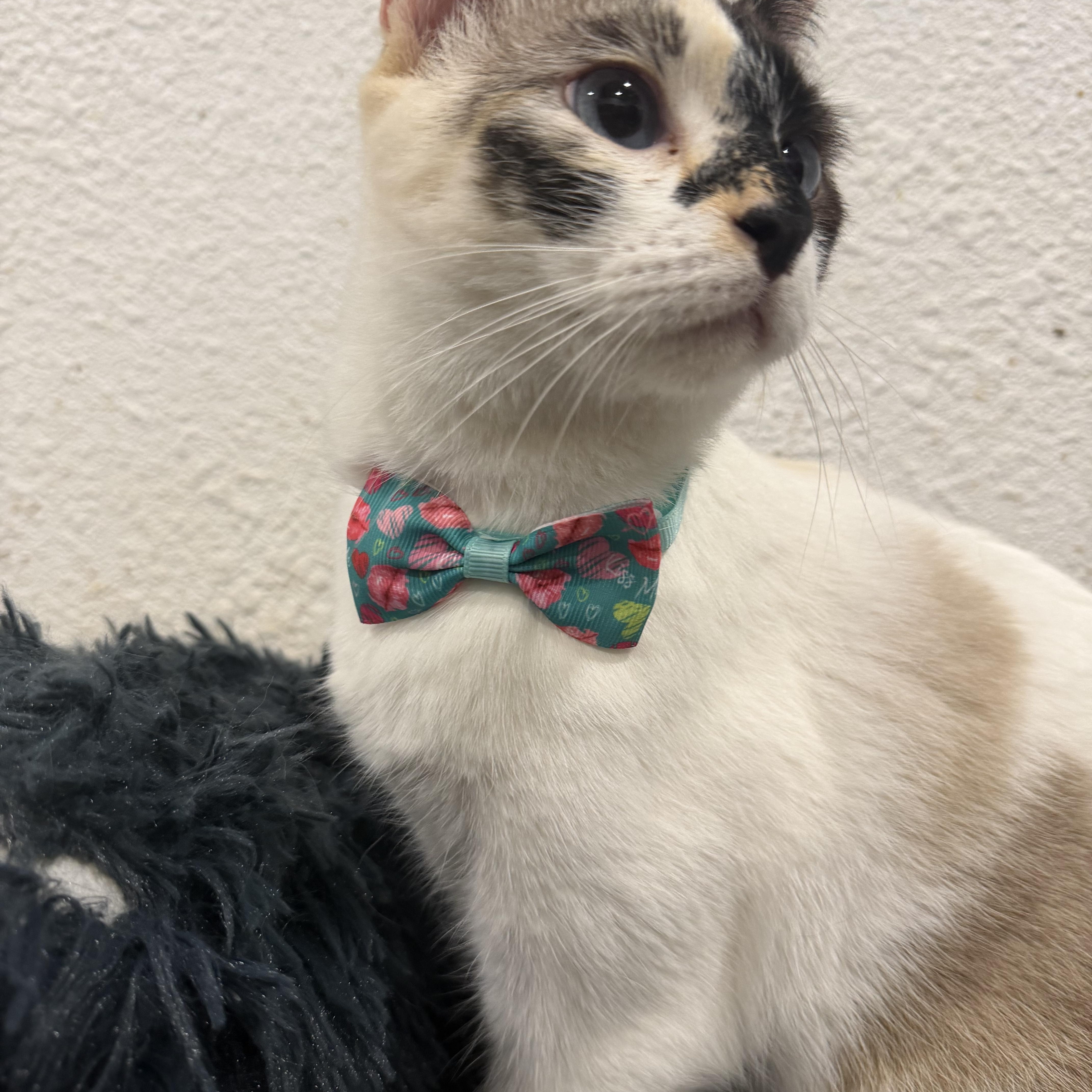 Enlarge Paloma , an adopted mixed breed in Rio Linda, CA image 2/5