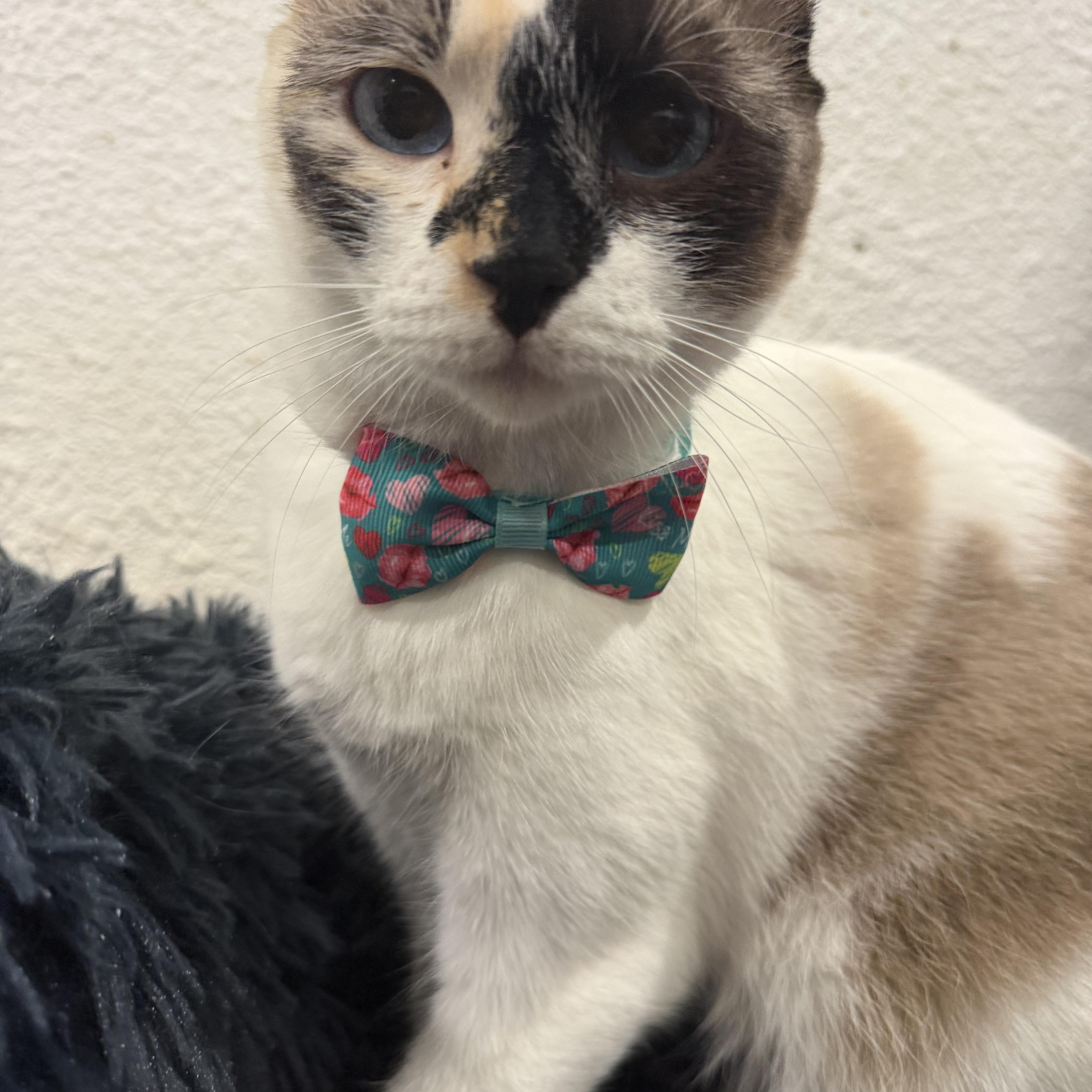 Enlarge Paloma , an adopted mixed breed in Rio Linda, CA image 3/5