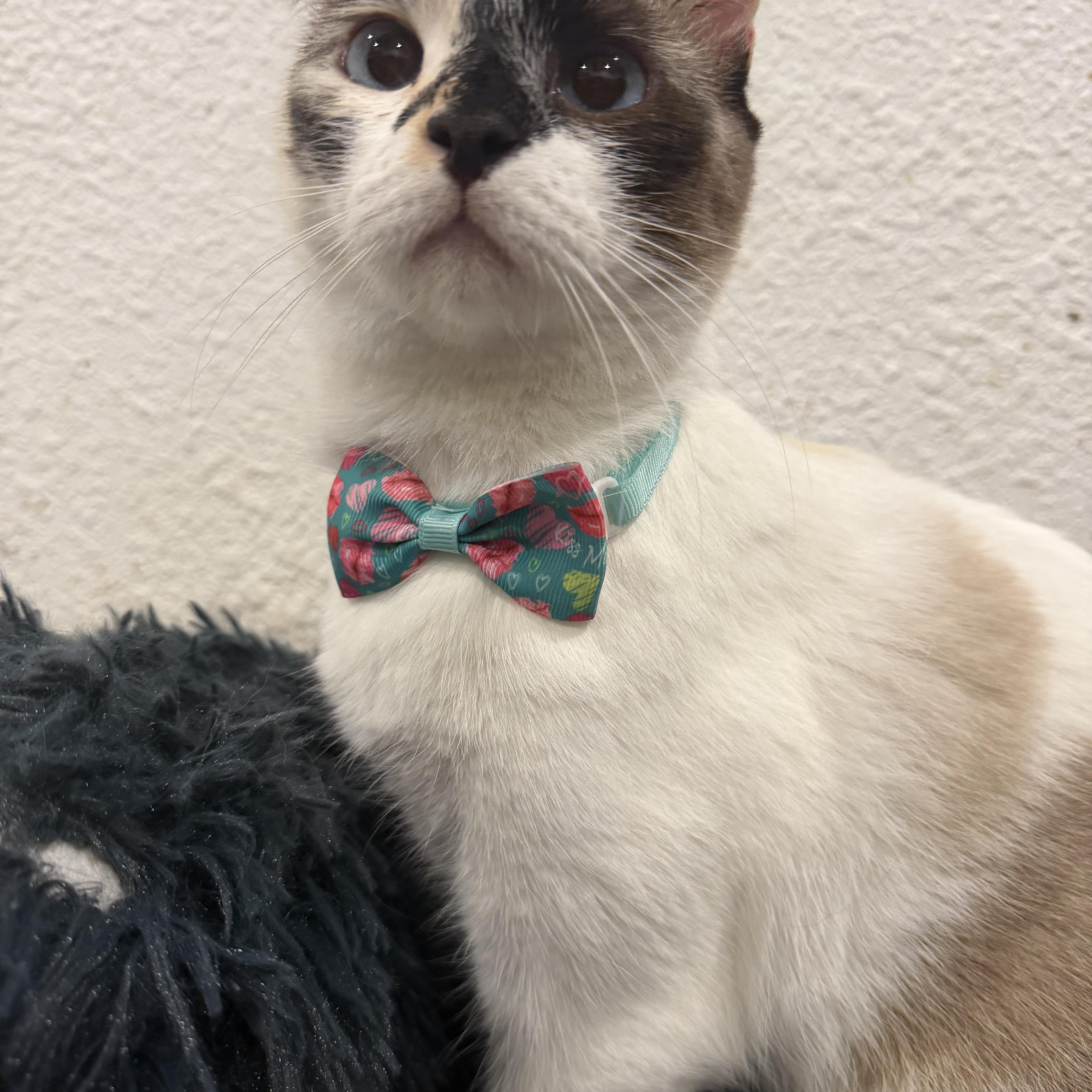 Enlarge Paloma , an adopted mixed breed in Rio Linda, CA image 1/5