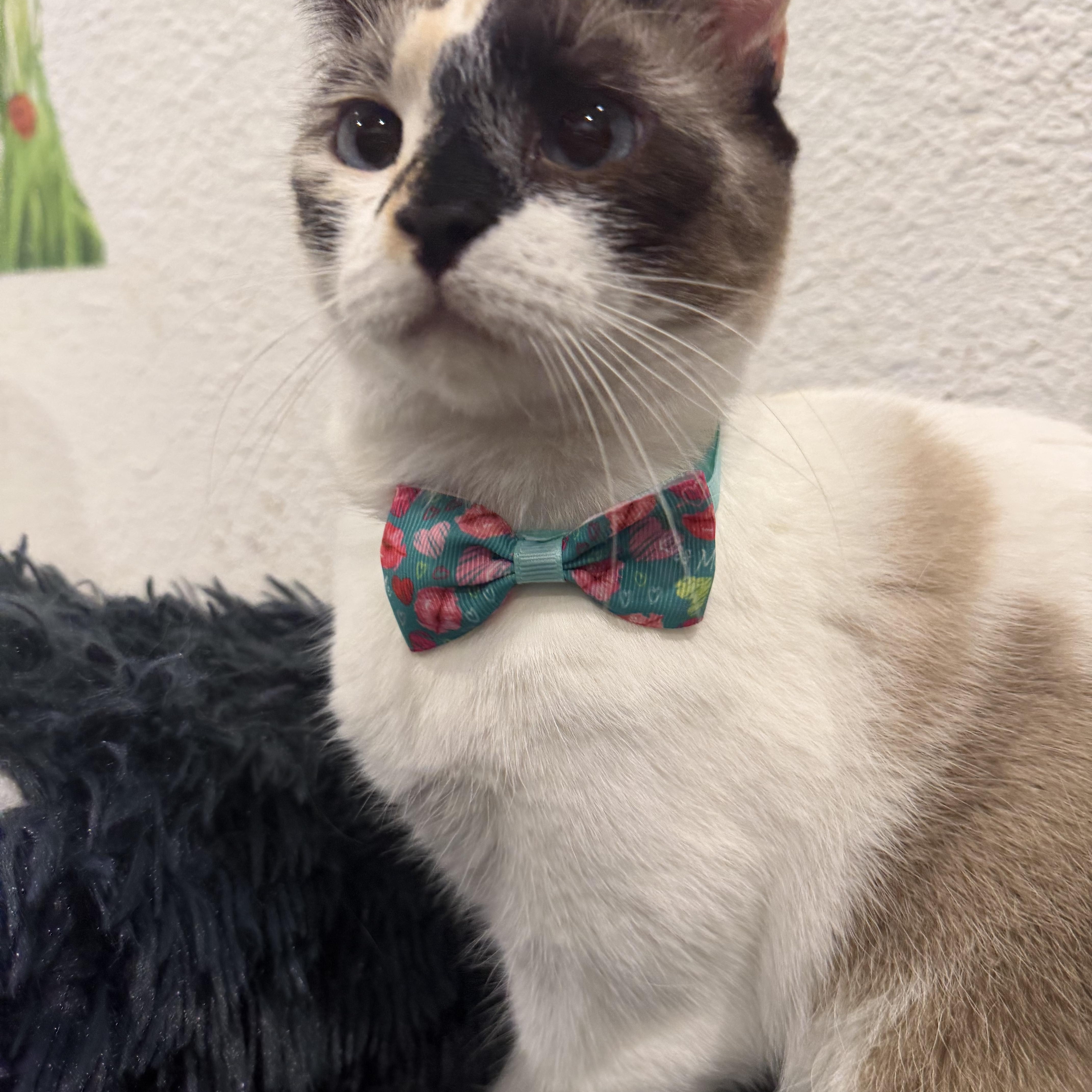 Enlarge Paloma , an adopted mixed breed in Rio Linda, CA image 4/5