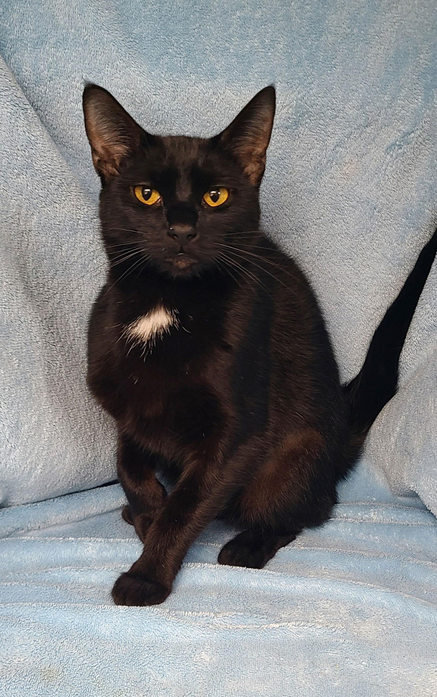 6623 (Kuro), Adoptable, Adult Female Domestic Short Hair.