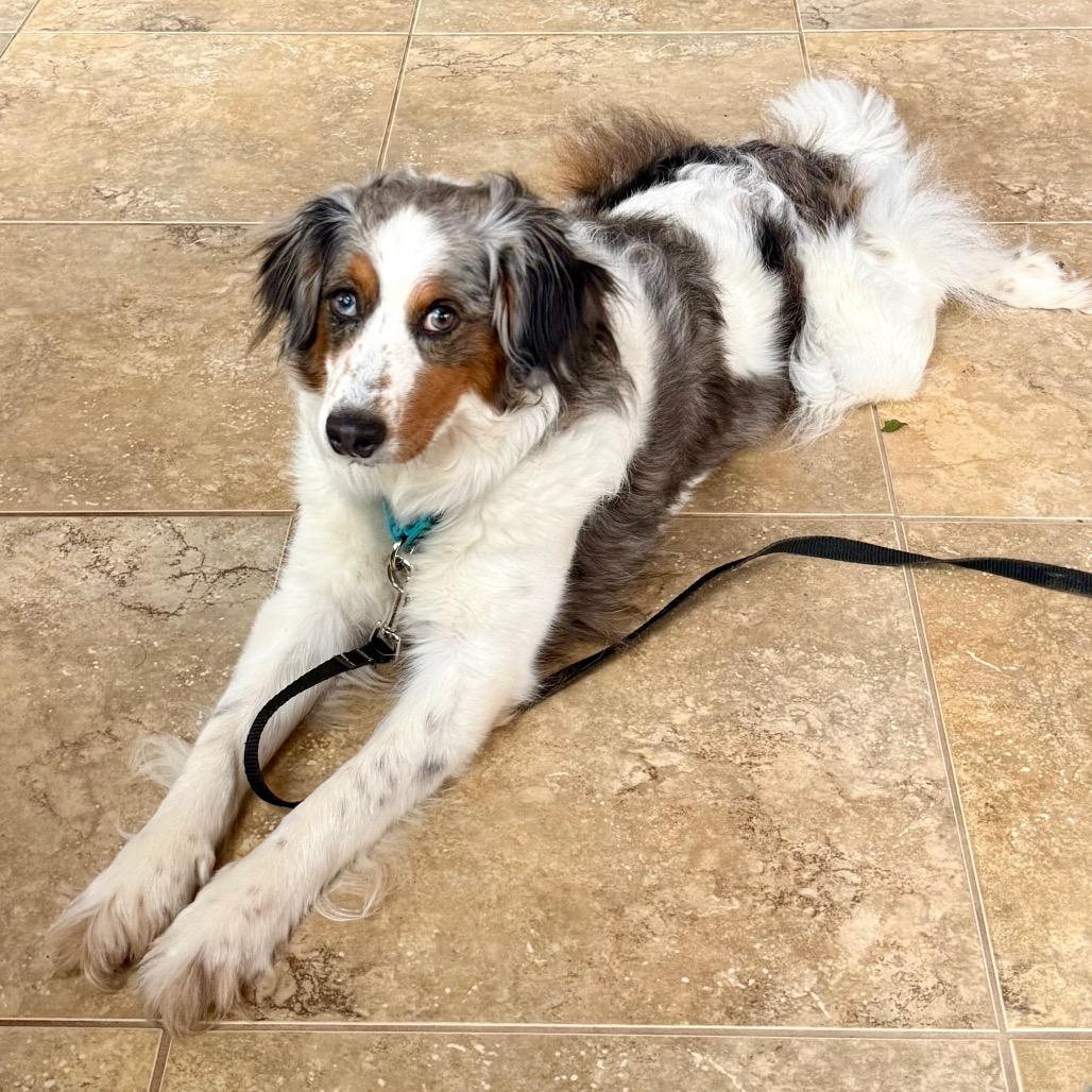 Starr fka Oreo, Adoptable, Adult Female Bernese Mountain Dog & Miniature Poodle.