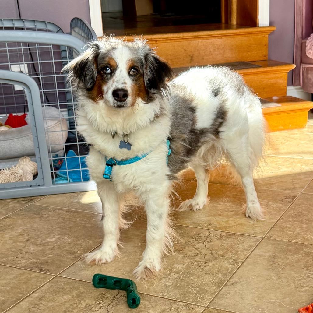 Starr fka Oreo, a Adoptable mixed breed in Sinking Spring, PA image 2/6