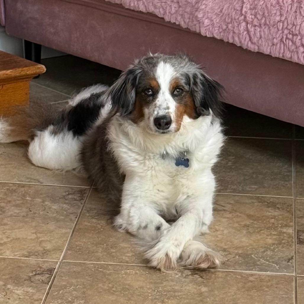 Starr fka Oreo, a Adoptable mixed breed in Sinking Spring, PA image 3/6