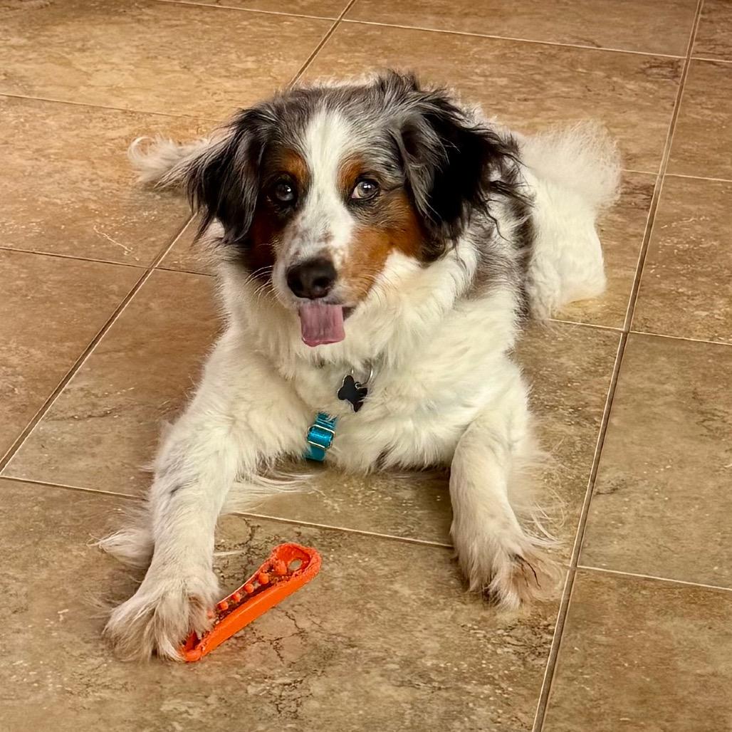 Starr fka Oreo, a Adoptable mixed breed in Sinking Spring, PA image 5/6