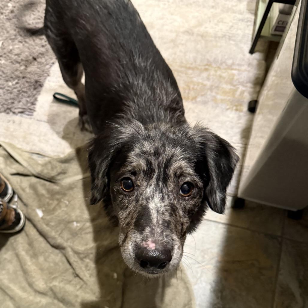 Enlarge Asha , an adoptable Mixed Breed in Fenton, MI image 3/4