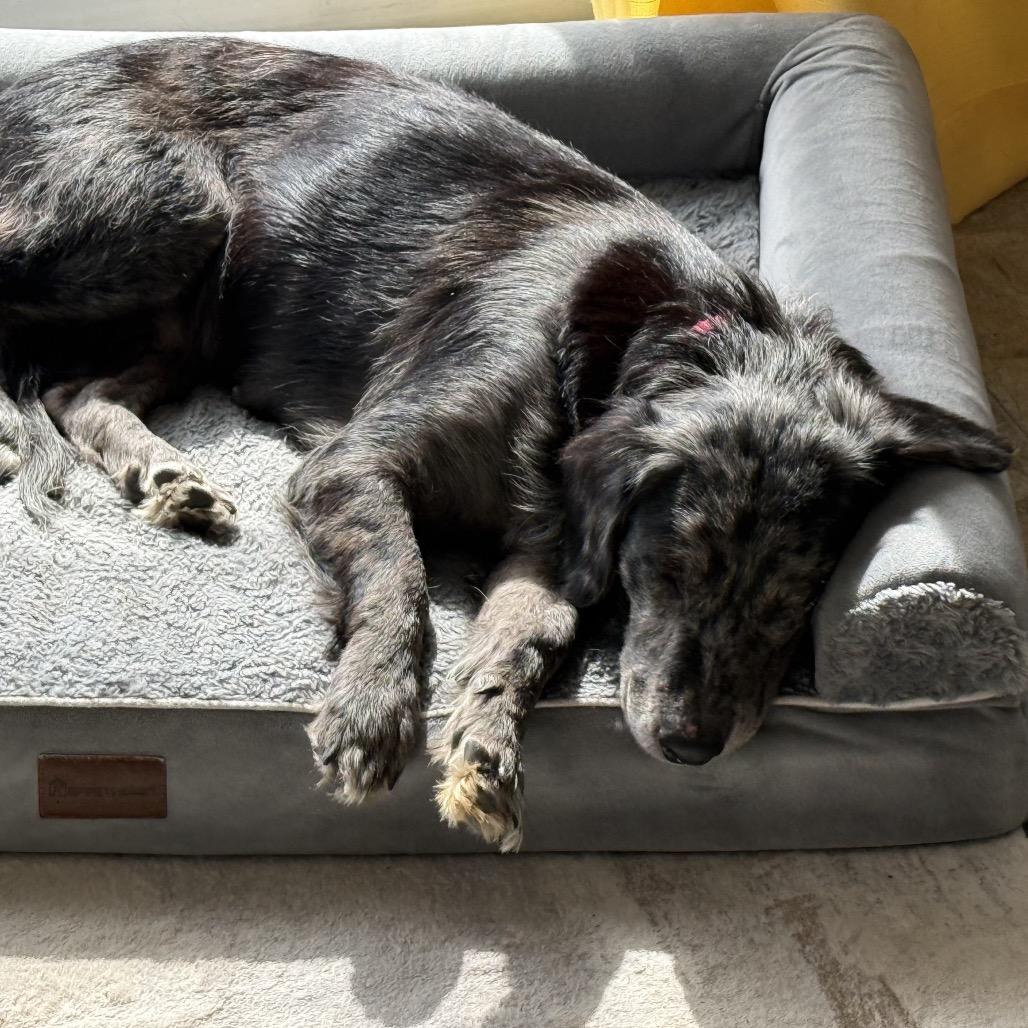 Enlarge Asha , an adoptable Mixed Breed in Fenton, MI image 4/4