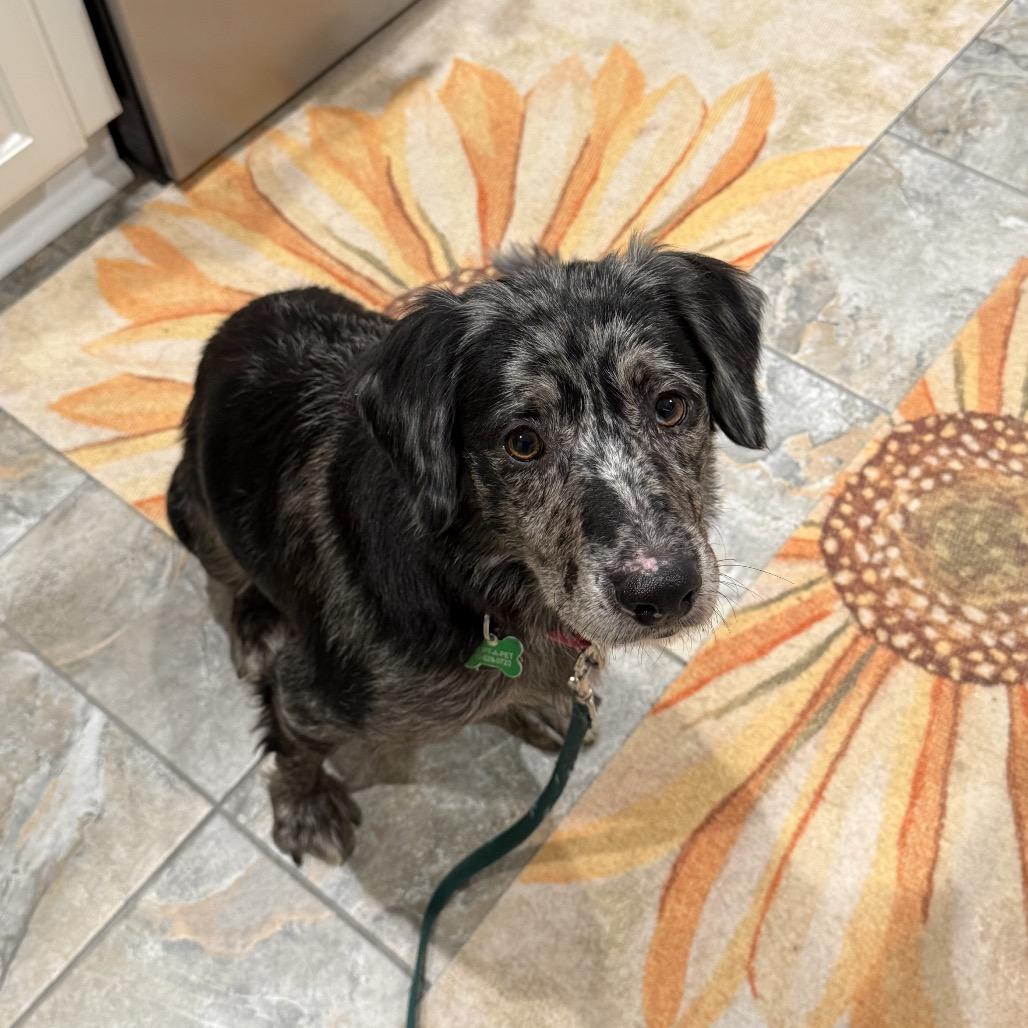 Enlarge Asha , an adoptable Mixed Breed in Fenton, MI image 1/4