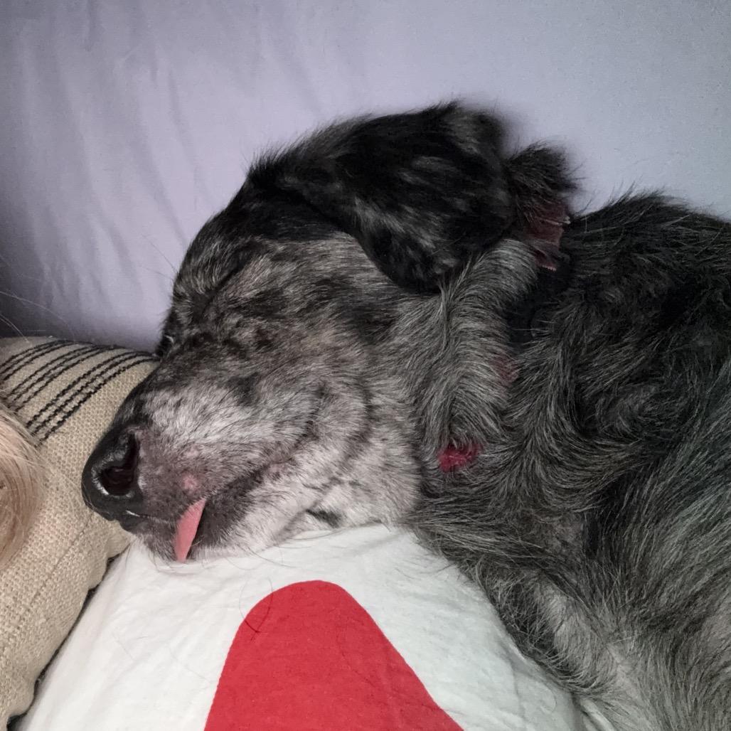 Enlarge Asha , an adoptable Mixed Breed in Fenton, MI image 2/4