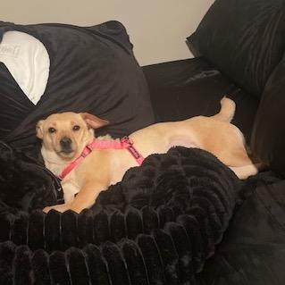 Zamora, Adoptable, Adult Female Terrier.