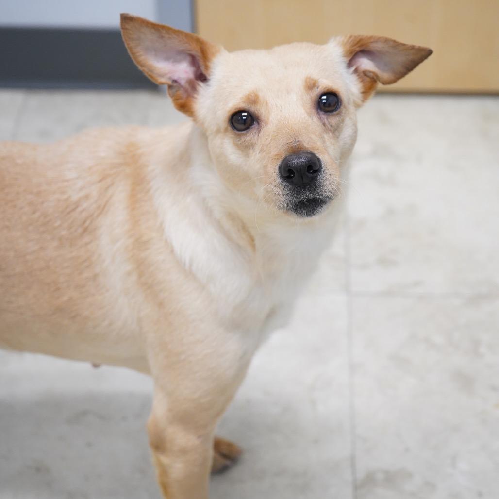 Zamora, Adoptable, Adult Female Terrier.