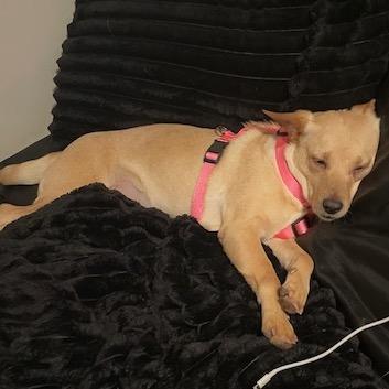 Enlarge Zamora, a Adoptable mixed breed in Tuscaloosa, AL image 3/6