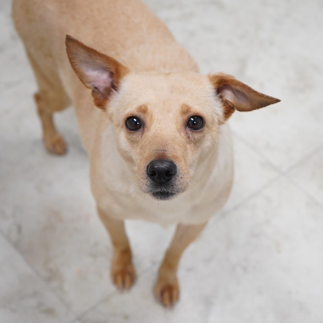 Enlarge Zamora, a Adoptable mixed breed in Tuscaloosa, AL image 4/6