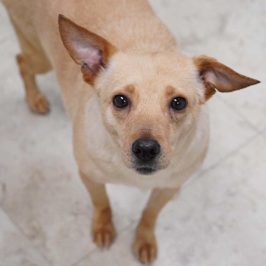 Enlarge Zamora, a Adoptable mixed breed in Tuscaloosa, AL image 6/6