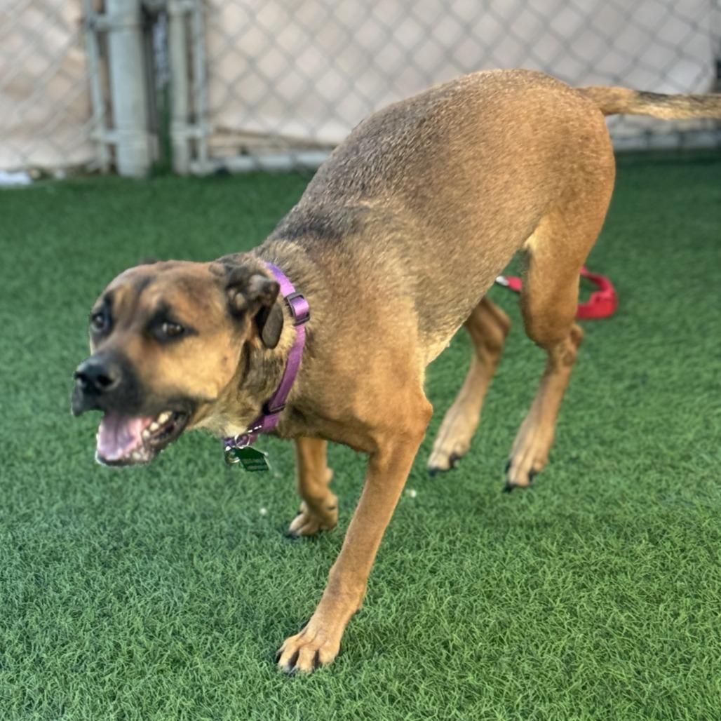 Ostara, Adoptable, Adult Female German Shepherd Dog.