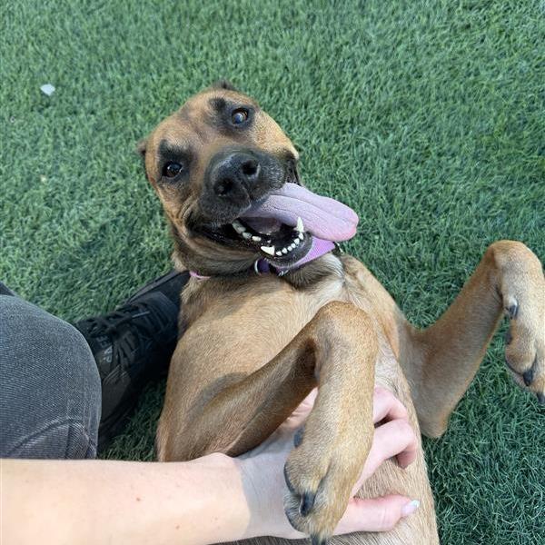Enlarge Ostara, a Adoptable German Shepherd Dog in Tempe, AZ image 2/5