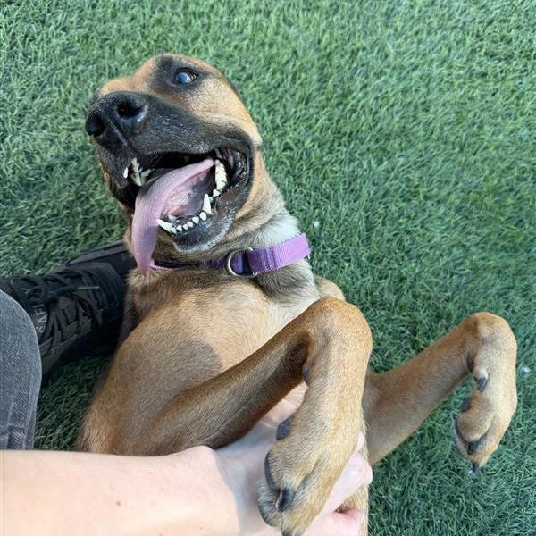 Enlarge Ostara, a Adoptable German Shepherd Dog in Tempe, AZ image 3/5