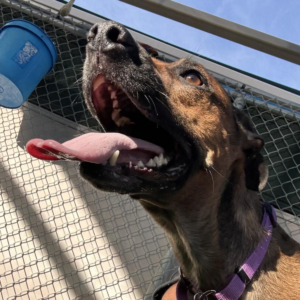 Enlarge Ostara, a Adoptable German Shepherd Dog in Tempe, AZ image 4/5