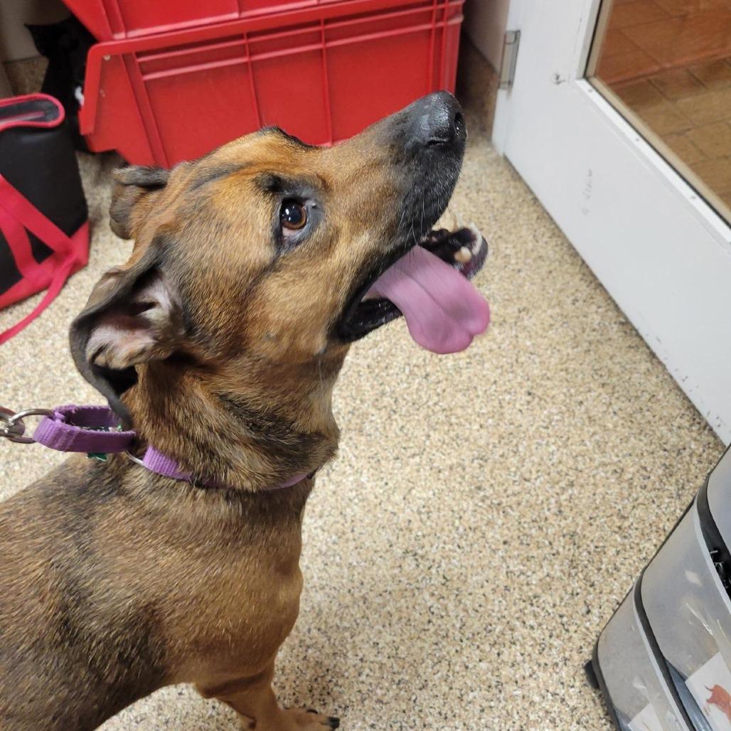 Enlarge Ostara, a Adoptable German Shepherd Dog in Tempe, AZ image 5/5