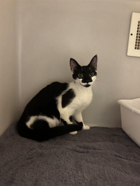 WAFFLE CONE, Adoptable, Young Female Domestic Short Hair.