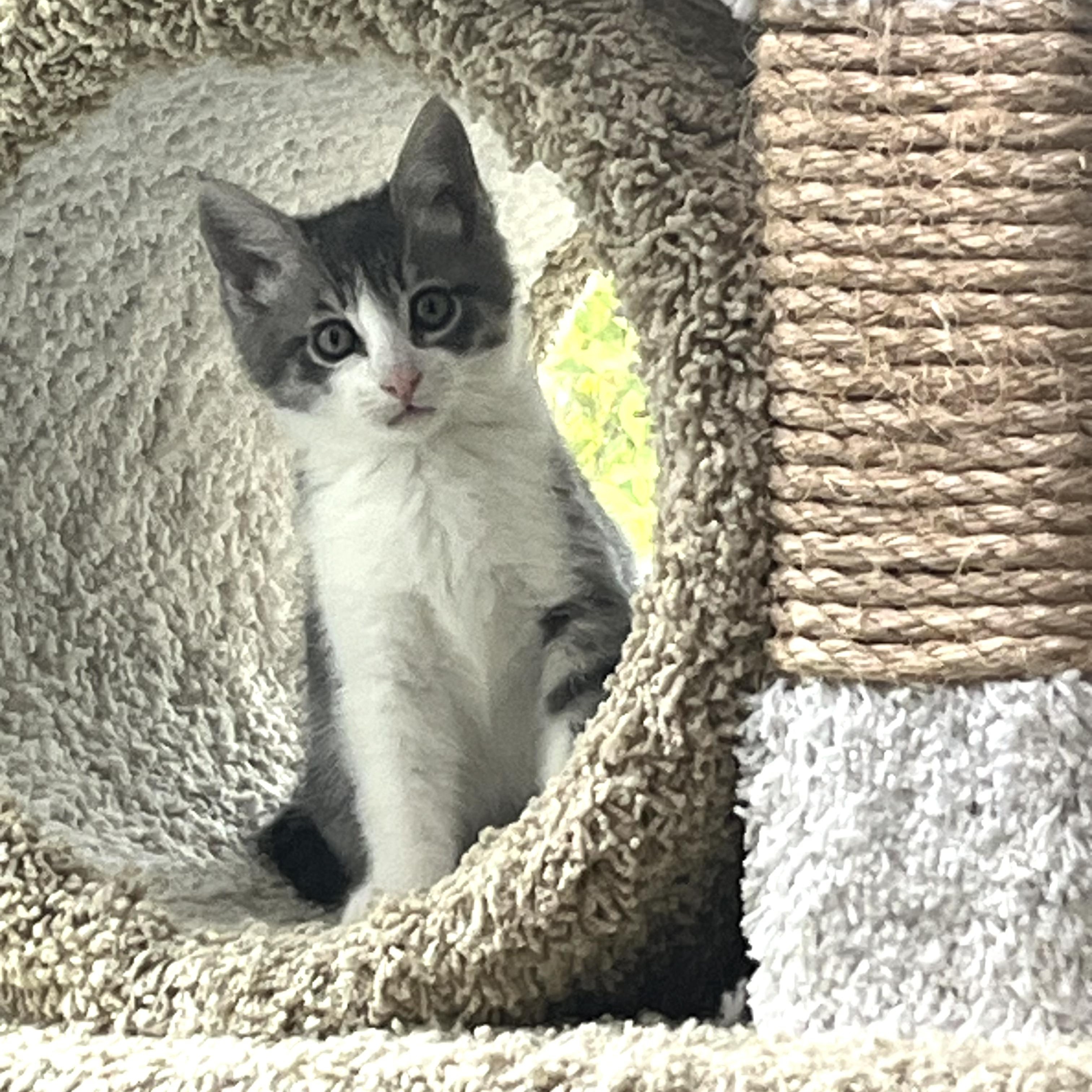 Enlarge Lois, a hold Domestic Medium Hair in San Juan Capistrano, CA image 2/3