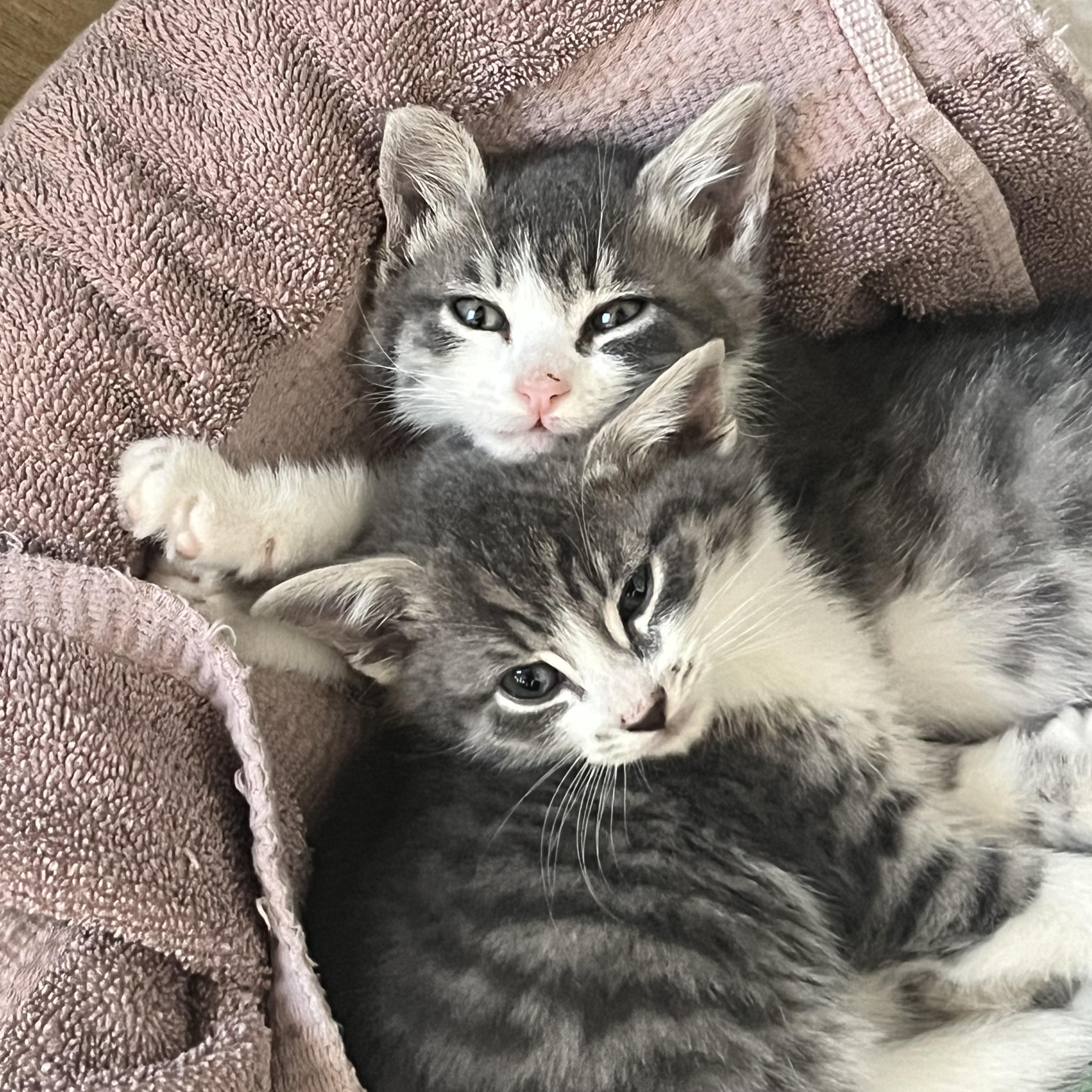 Enlarge Lois, a hold Domestic Medium Hair in San Juan Capistrano, CA image 3/3