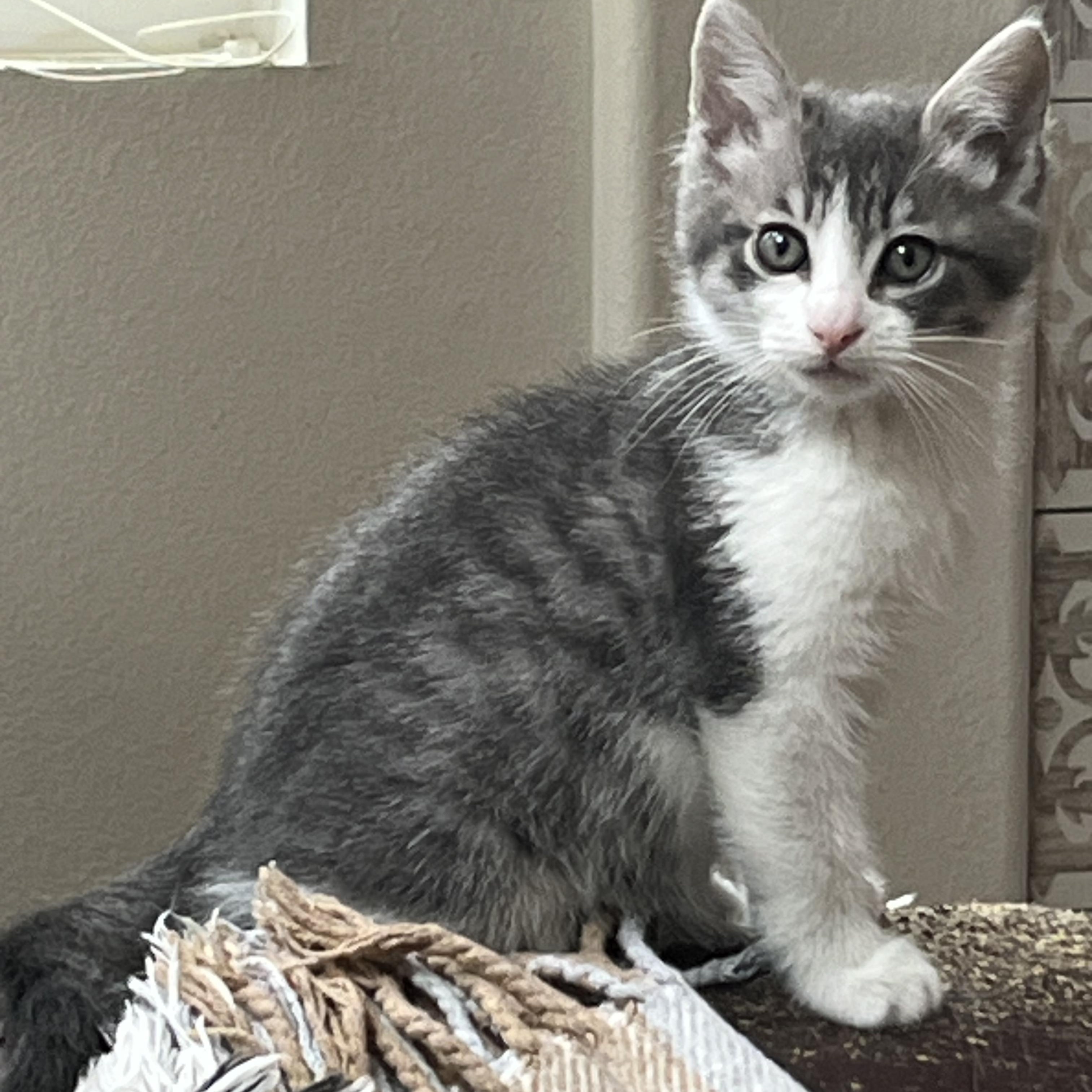 Lois, Adoptable, Kitten Female Domestic Medium Hair.